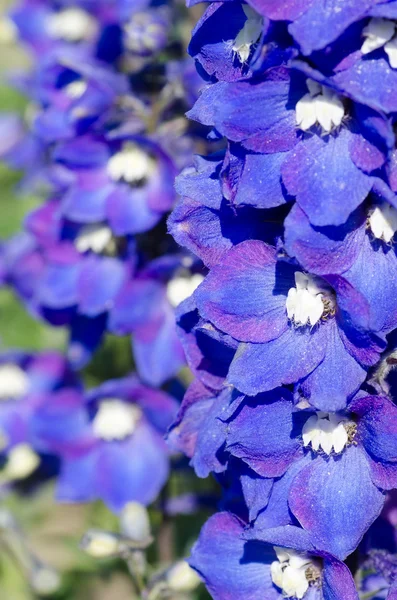 Abstrakta violetta blommor på fältet — Stockfoto