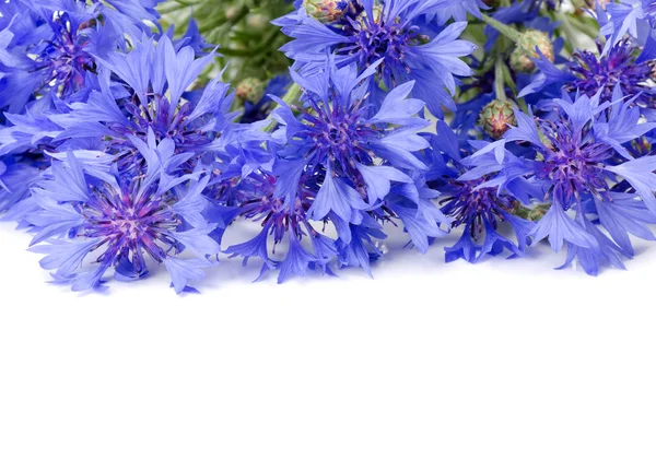 Прекрасный голубой цветок — стоковое фото