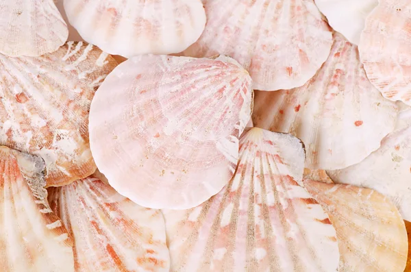 Sea shell als achtergrond — Stockfoto
