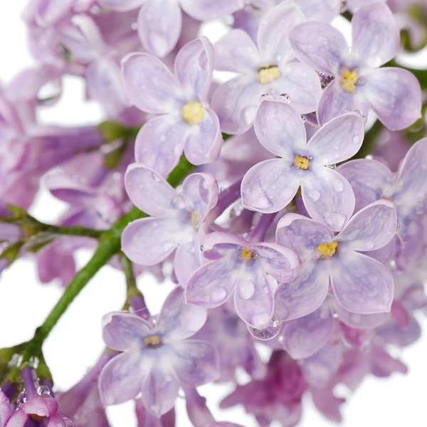 Bello lilla isolato su sfondo bianco — Foto Stock
