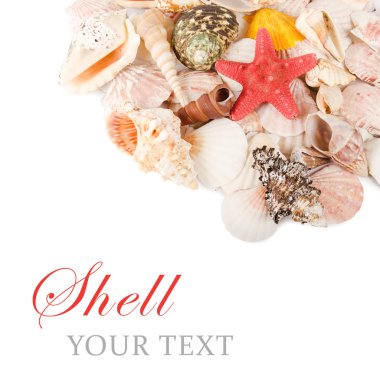 Sea shell isolated on a white clipart