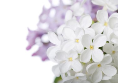 Beautiful lilac isolated on white background clipart