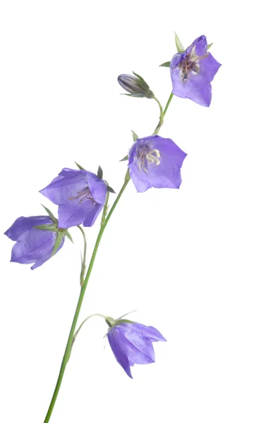 Όμορφη μπλε λουλούδια campanula — Φωτογραφία Αρχείου
