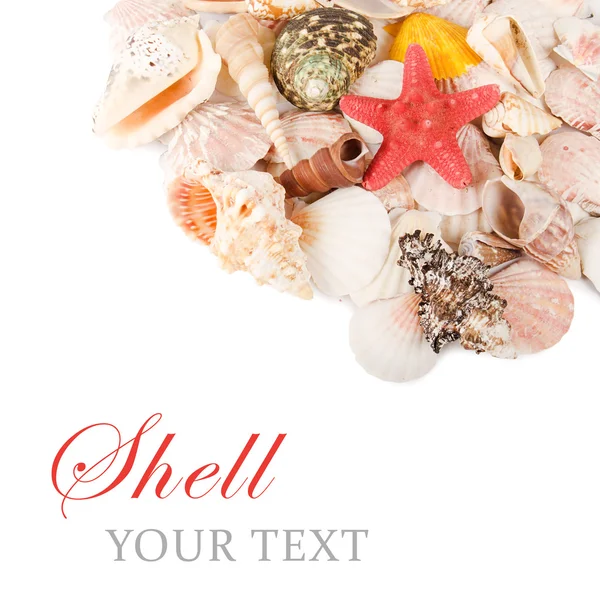 Sea shell terisolasi pada putih — Stok Foto