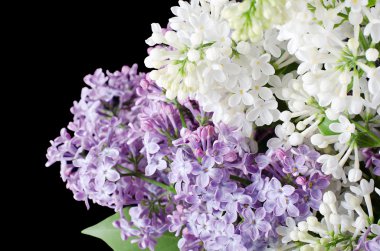 The beautiful lilac on black background clipart