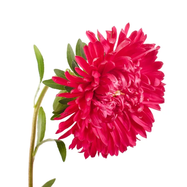 Aster blomman isolerade — Stockfoto