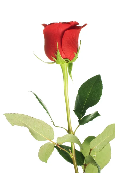 Red rose isolated on white background — Stock Photo, Image