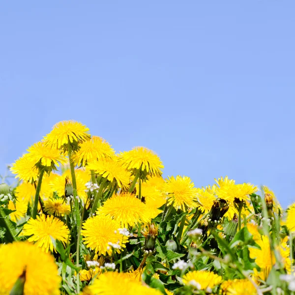美しい春のタンポポ — ストック写真