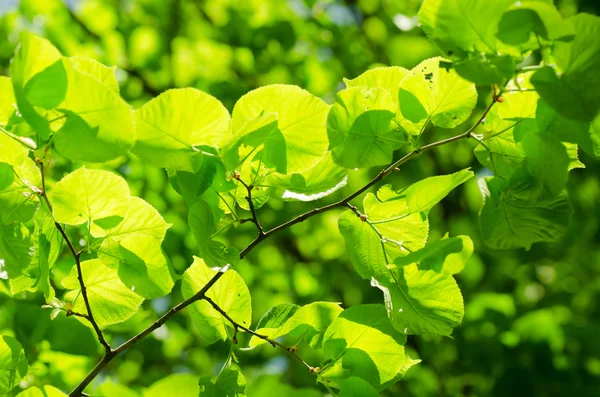 Folhas de primavera em um ramo de árvore — Fotografia de Stock