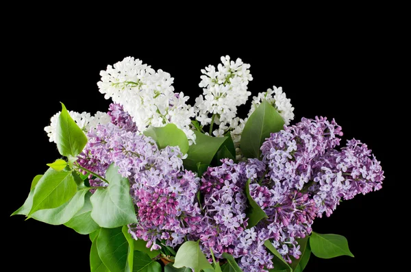 The beautiful lilac on black background — Stock Photo, Image