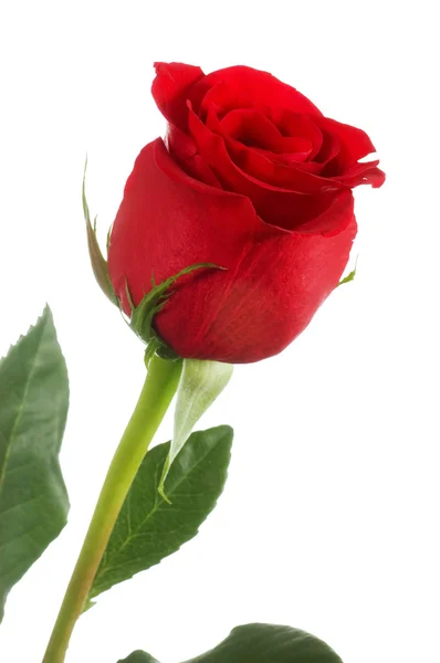 The beautiful red rose isolated — Stock Photo, Image