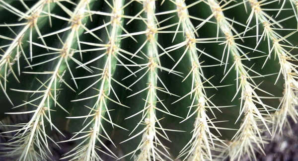 stock image Cactus