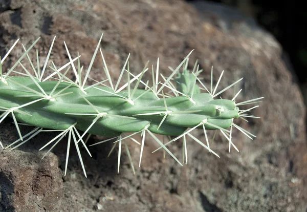 Kaktus - Stock-foto