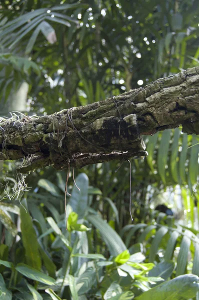 stock image Tropical forest