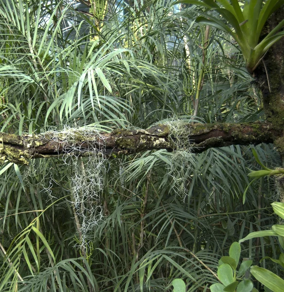 stock image Tropical forest