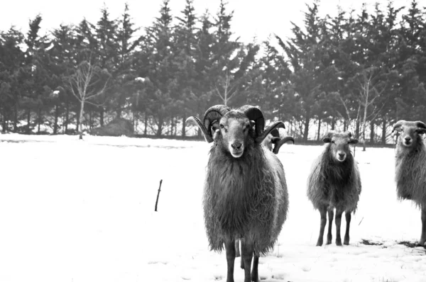 Geiten en schapen in zwart-wit — Stockfoto