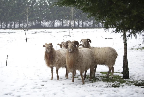 Geiten en schapen — Stockfoto