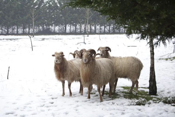 stock image Goat and sheep