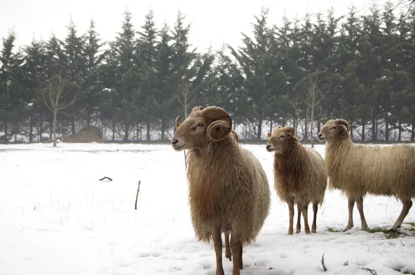 Geiten en schapen — Stockfoto