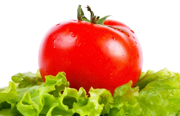 Tomat och sallad — Stockfoto