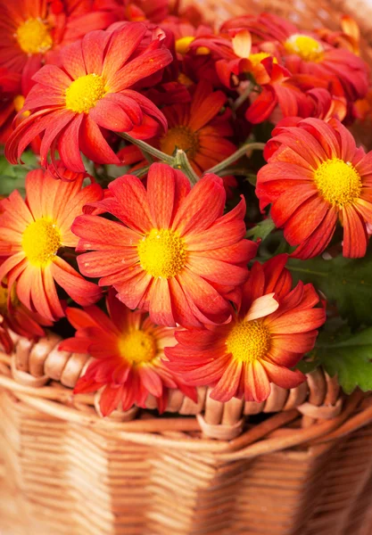 Chrysanthemum in a basket — Stock Photo, Image