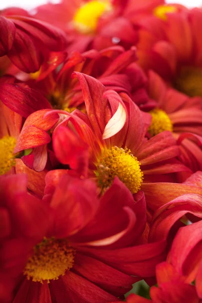Heap of flowers — Stock Photo, Image