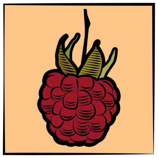 Raspberry-engraving-color — Stockový vektor