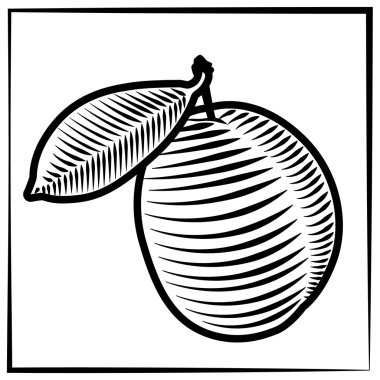 Plum-engraving-black-white clipart