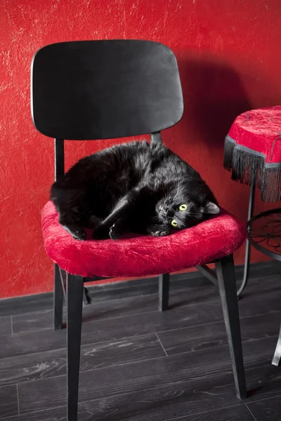 Czarny kot na fotel czerwony — Zdjęcie stockowe