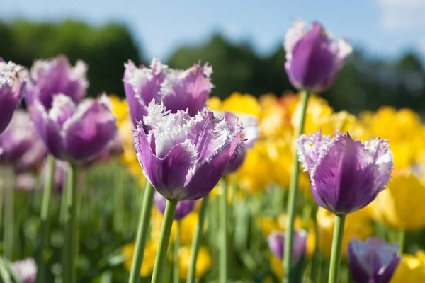 Tulipani viola e gialli — Foto Stock