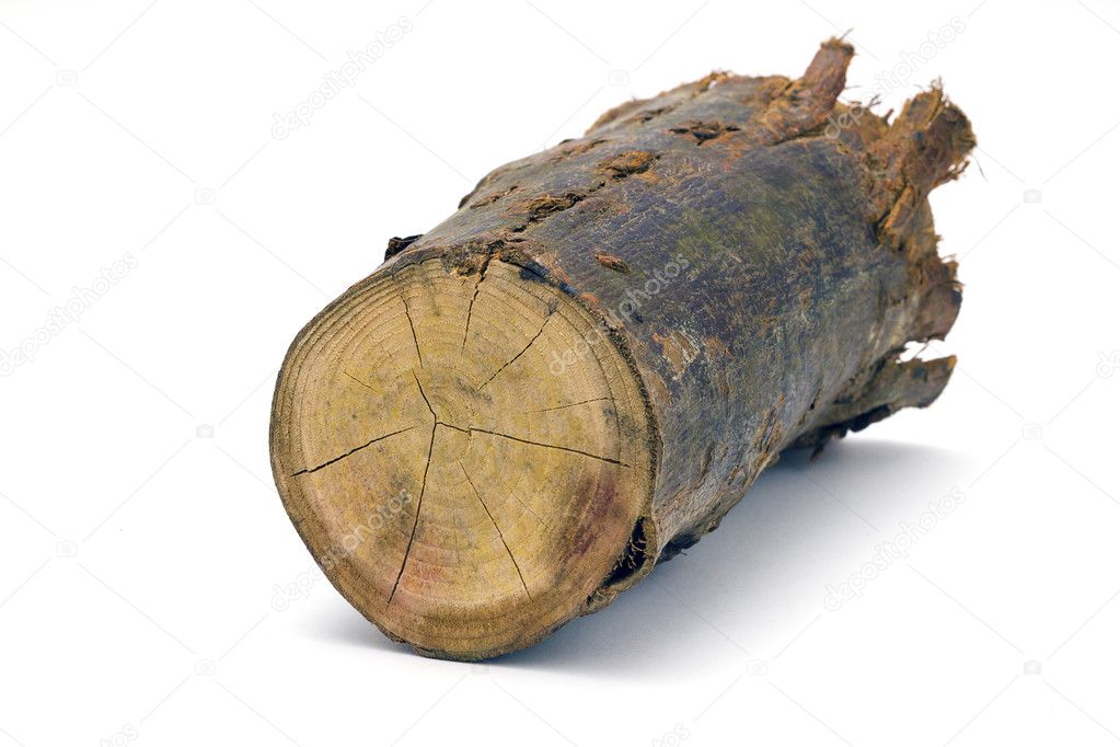 Cut wooden log on white background