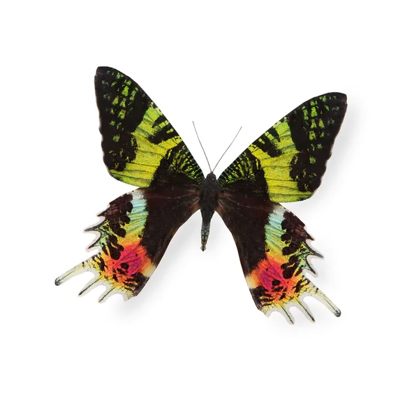 Тропическая бабочка, изолированная на белом — стоковое фото