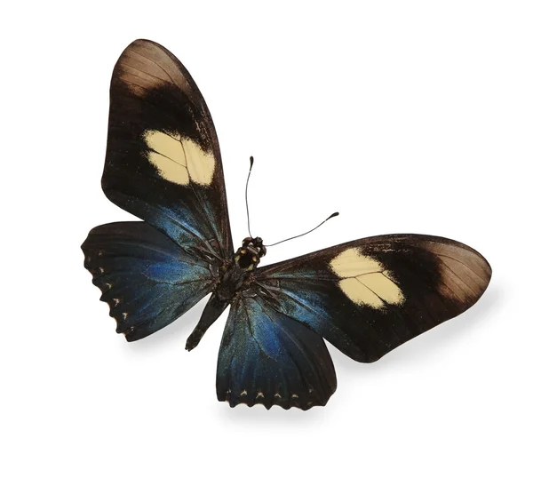 Ciemny niebieski i czarny motyl na białym tle — Zdjęcie stockowe
