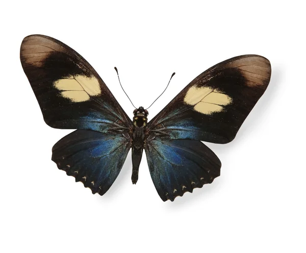 Tropický motýl izolovaných na bílém — Stock fotografie
