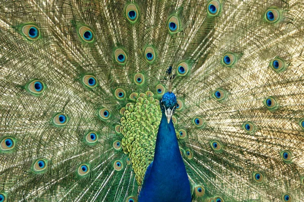 El pavo real levanta sus plumas — Foto de Stock