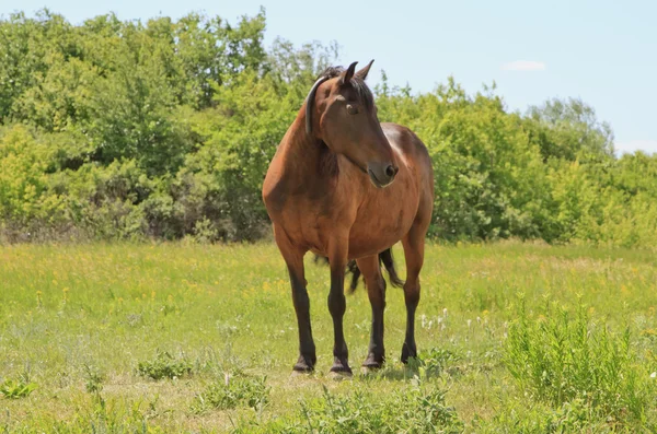 Kaštanový kůň pasoucí se na louce v létě — Stock fotografie