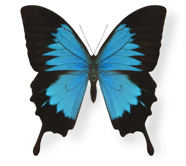Ulysses üzerinde beyaz izole papilio kelebek — Stok fotoğraf
