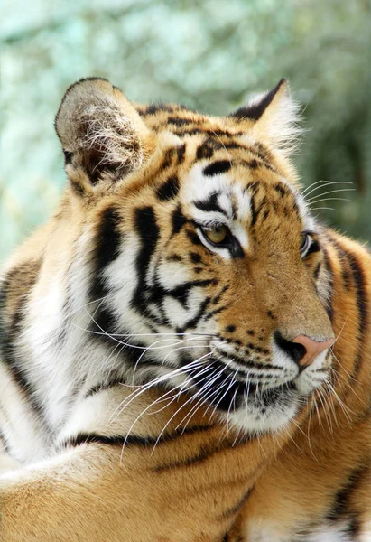 stock image Ussuriisk tiger