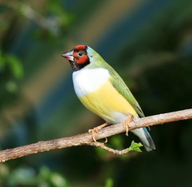 Finches sitting on a branch in the forest