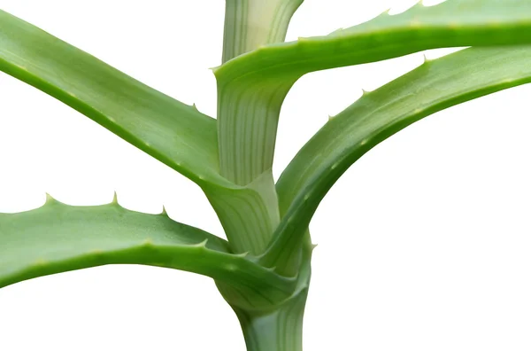 Aloe vera on white background. — Stock Photo, Image