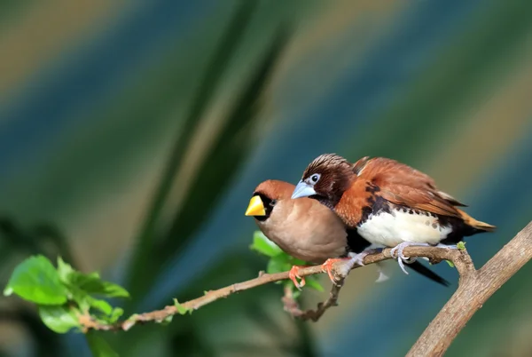 Kleine zangvogel op een tak (Amadina) — Stockfoto
