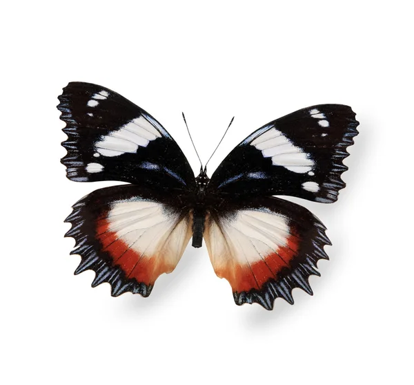 Farfalla tropicale isolata su bianco — Foto Stock