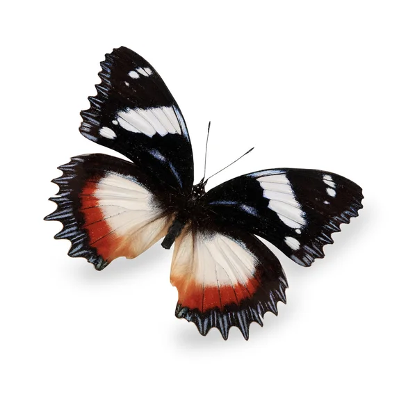 Mariposa tropical aislada en blanco — Foto de Stock