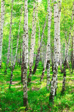 Birch forest clipart