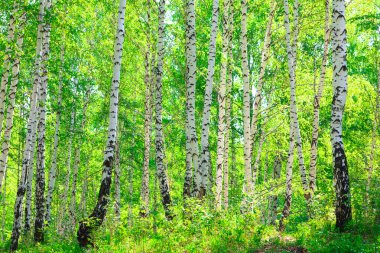 Birch forest clipart