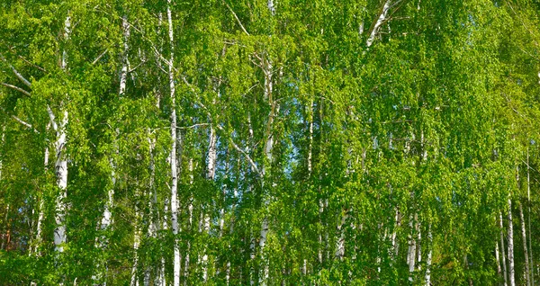 Nyári nyír erdő — Stock Fotó