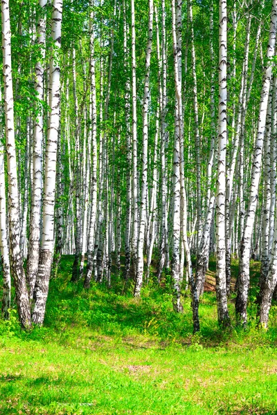 자작나무 숲 — 스톡 사진