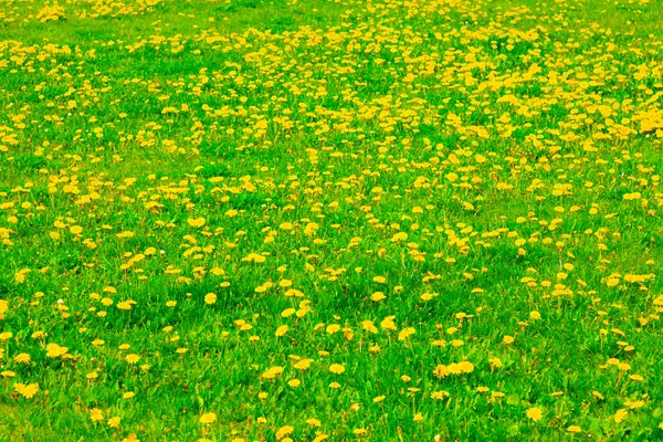 Весна газон — стокове фото