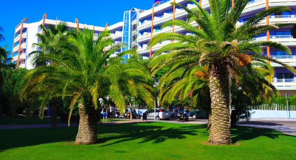 Palmen in der Nähe des Hotels — Stockfoto