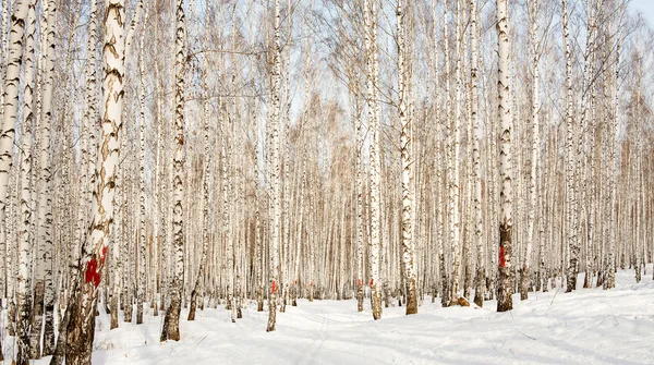 겨울 자작나무 숲에서 스키를 실행 — 스톡 사진